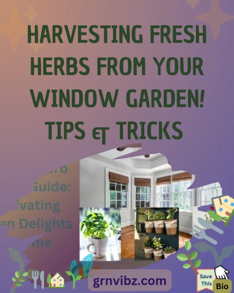 Unlock the secrets of harvesting and utilizing fresh herbs from your window garden